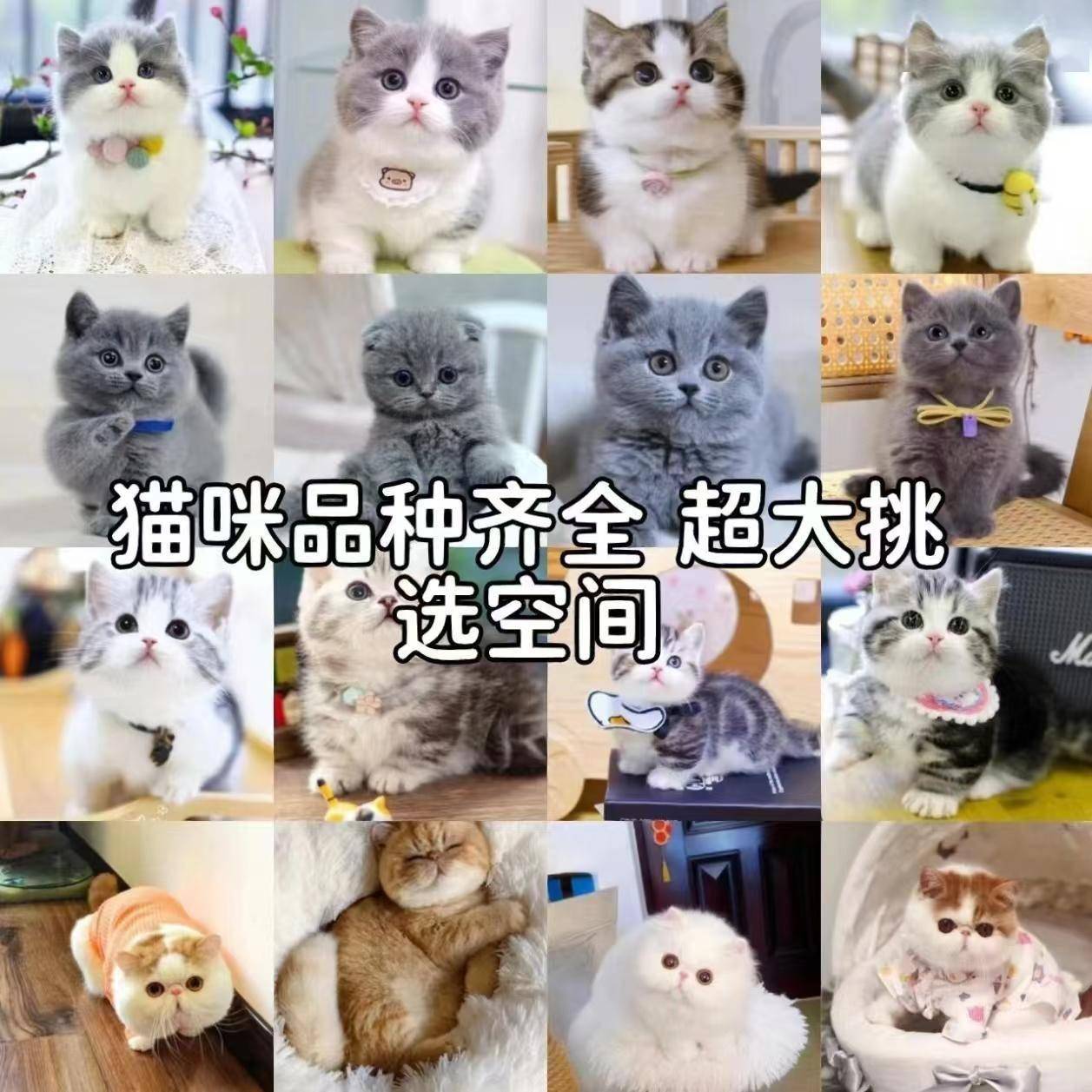 常州去哪里买猫买狗狗，哪里有宠物卖