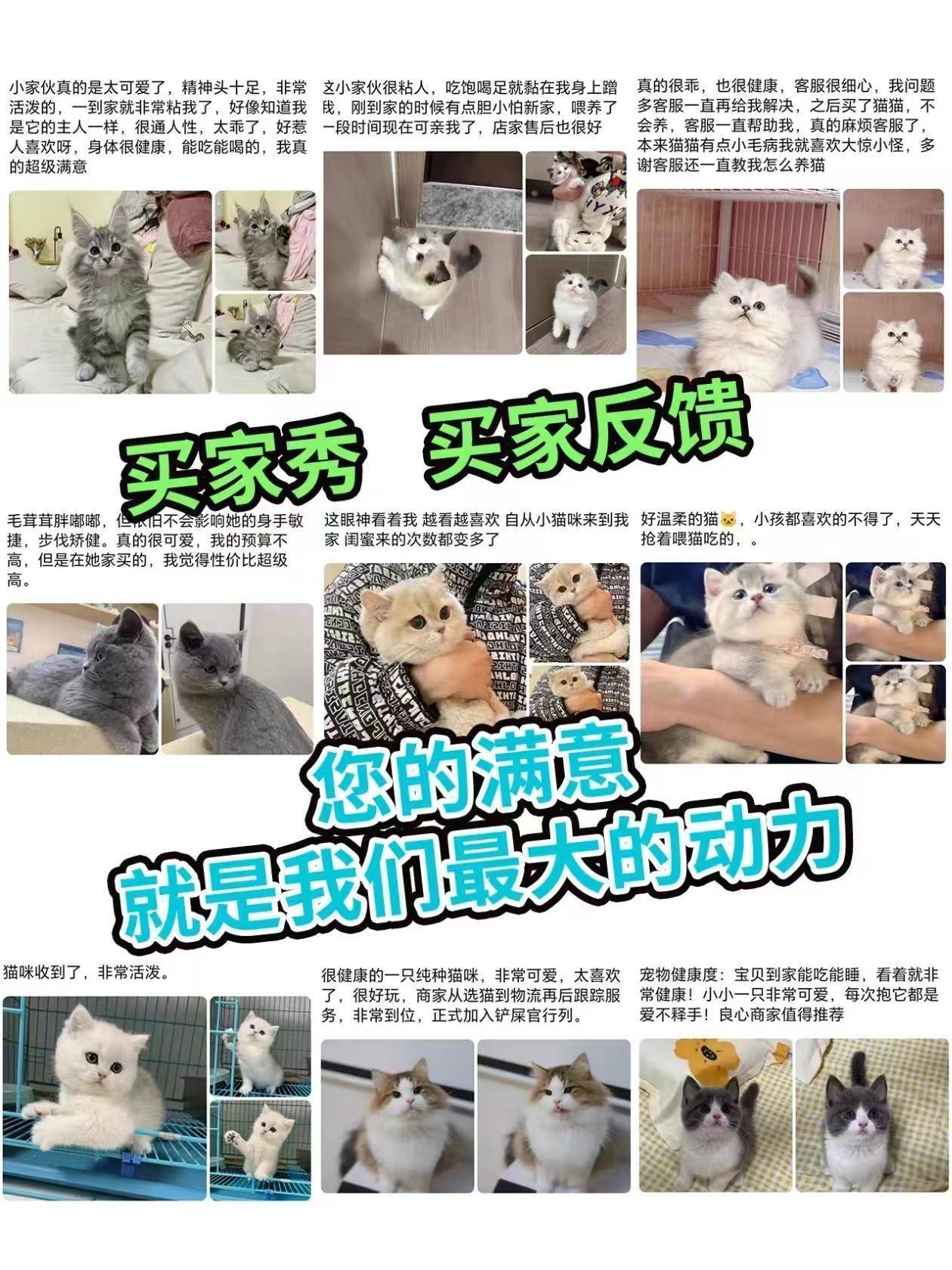 苏州去哪里买猫咪和狗狗