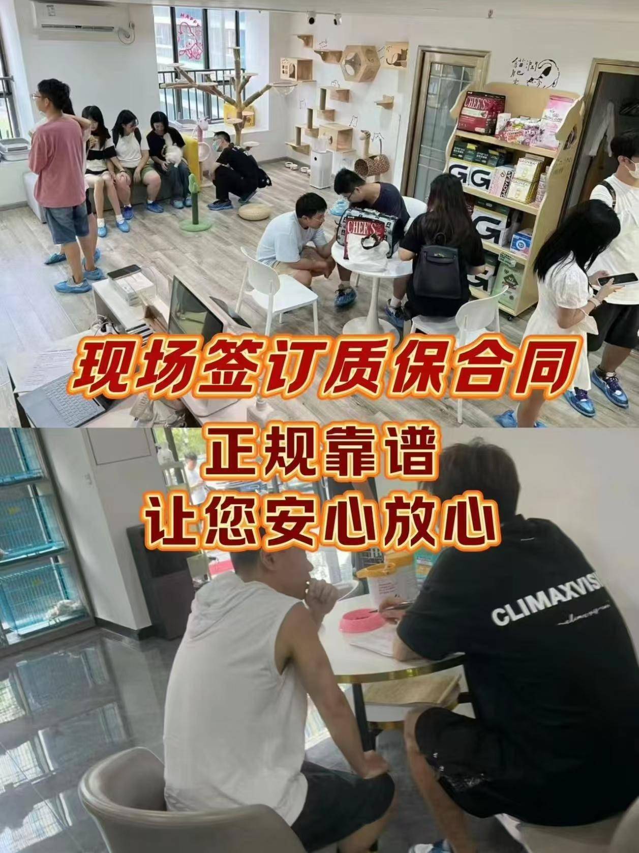 苏州去哪里买猫咪和狗狗