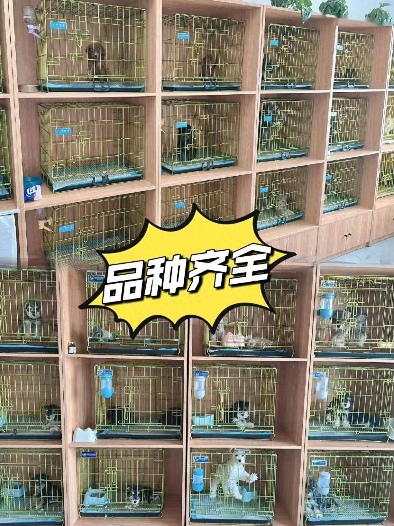 苏州猫狗宠物基地，苏州去哪里买狗狗猫咪