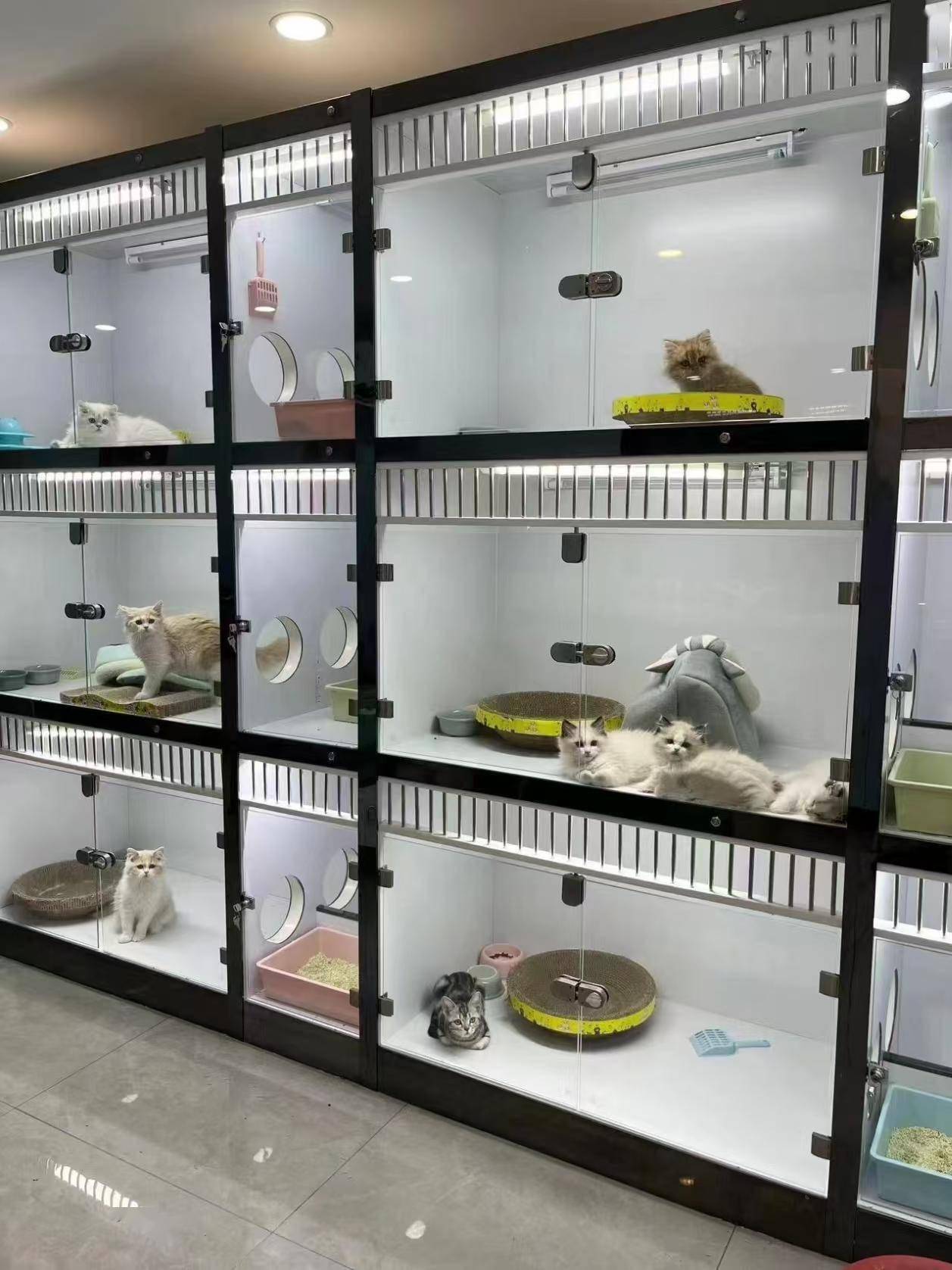 苏州猫狗宠物基地，苏州去哪里买狗狗猫咪