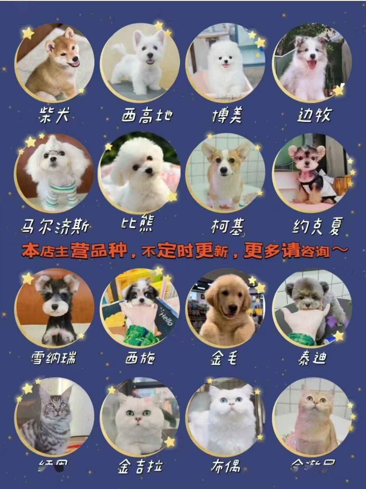 苏州猫狗宠物基地，苏州去哪里买狗狗猫咪