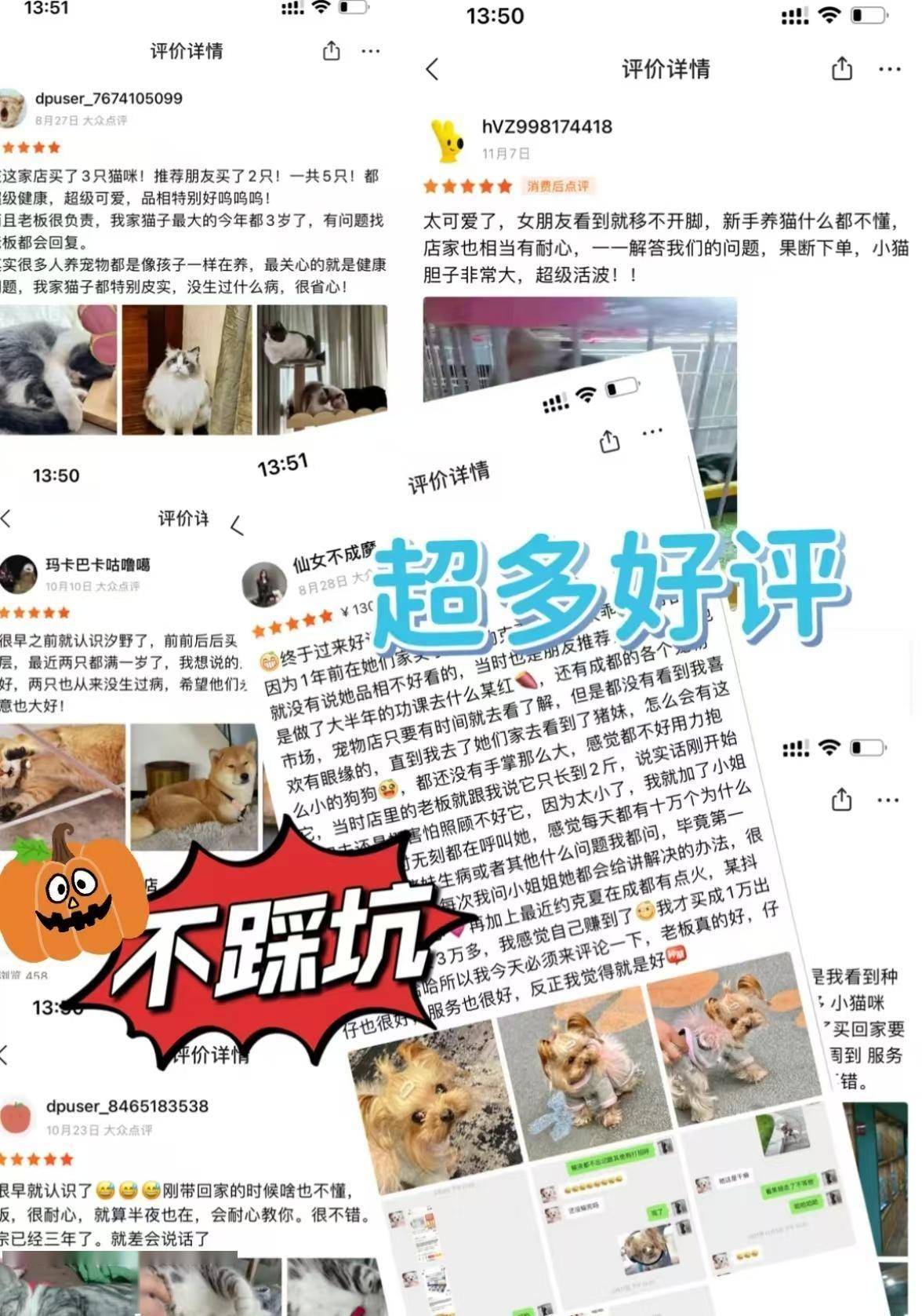 南京买宠物首页网站（南京雨花台区）买狗狗应该去哪里