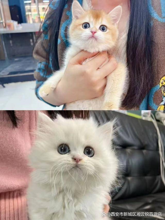 广州买宠物去哪里 广州卖宠物在哪里