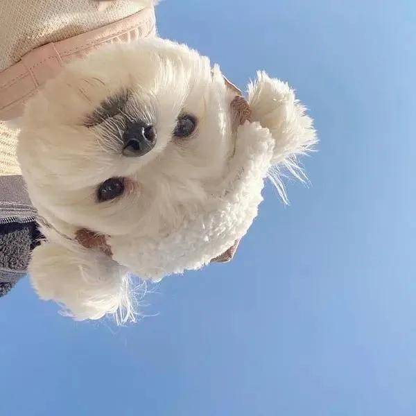 狗狗的桡尺骨在哪里？为什么这么容易骨折？