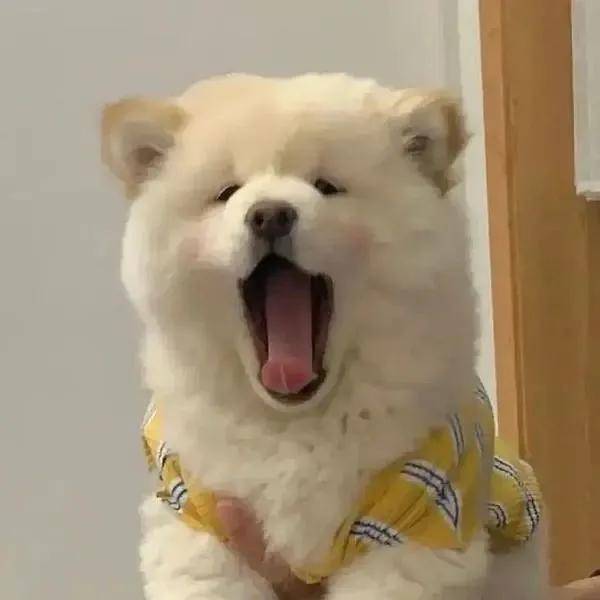 狗狗的桡尺骨在哪里？为什么这么容易骨折？