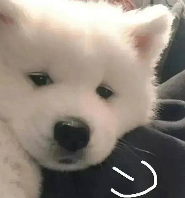 狗狗的桡尺骨在哪里？为什么这么容易骨折？
