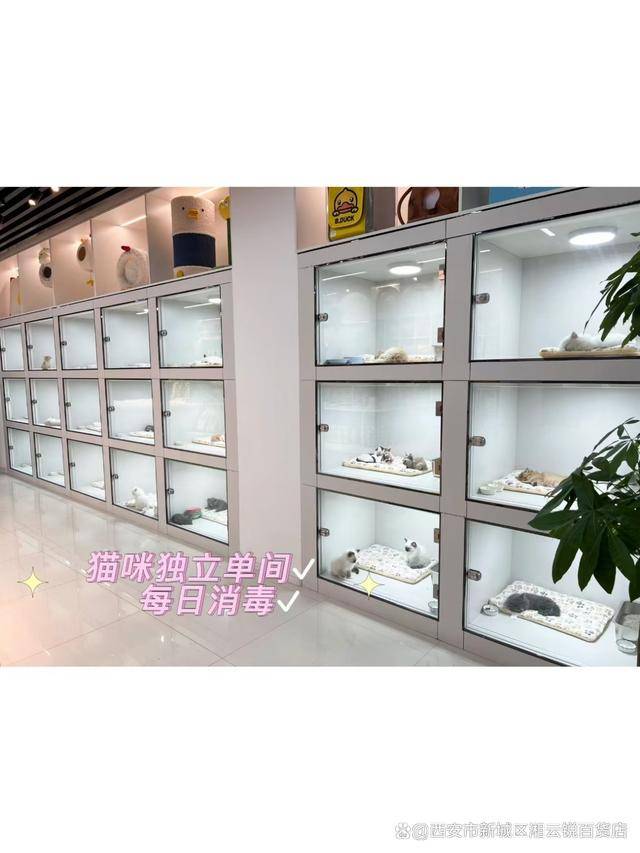 温州买宠物去哪里 温州卖宠物的在哪里