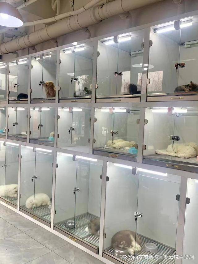 深圳买宠物可以去哪里 深圳卖宠物的在哪里