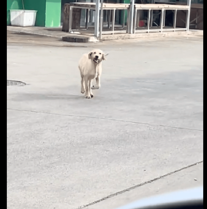 狗狗偷跑出来和朋友玩，被下班主人碰见后好尴尬！狗：给点面子！