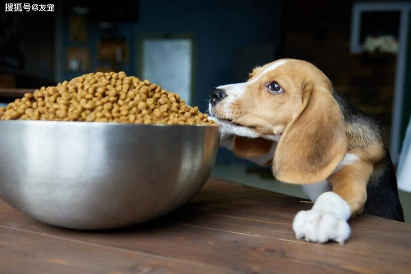 狗狗想变壮！狗狗吃什么才能变壮？真的有“猛犬套餐”吗？