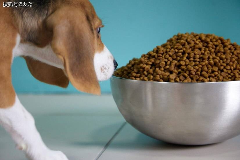 狗狗想变壮！狗狗吃什么才能变壮？真的有“猛犬套餐”吗？